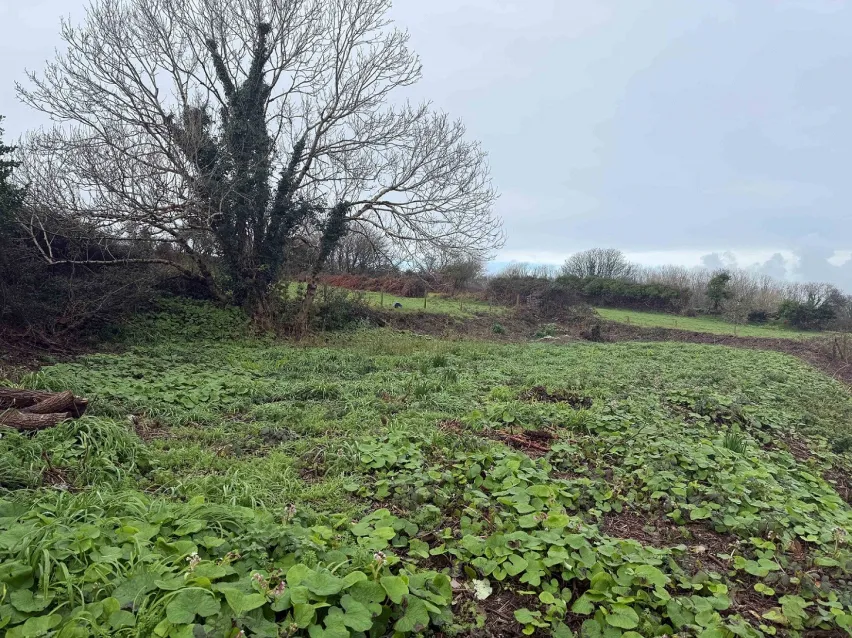A parcel of level land covered in greenery with a bare tree in the background and a grey sky above