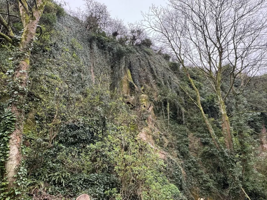 A steep cliff face covered in green bushes and brambles and bare trees, for auction with Clive Emson Auctioneers on 7th May