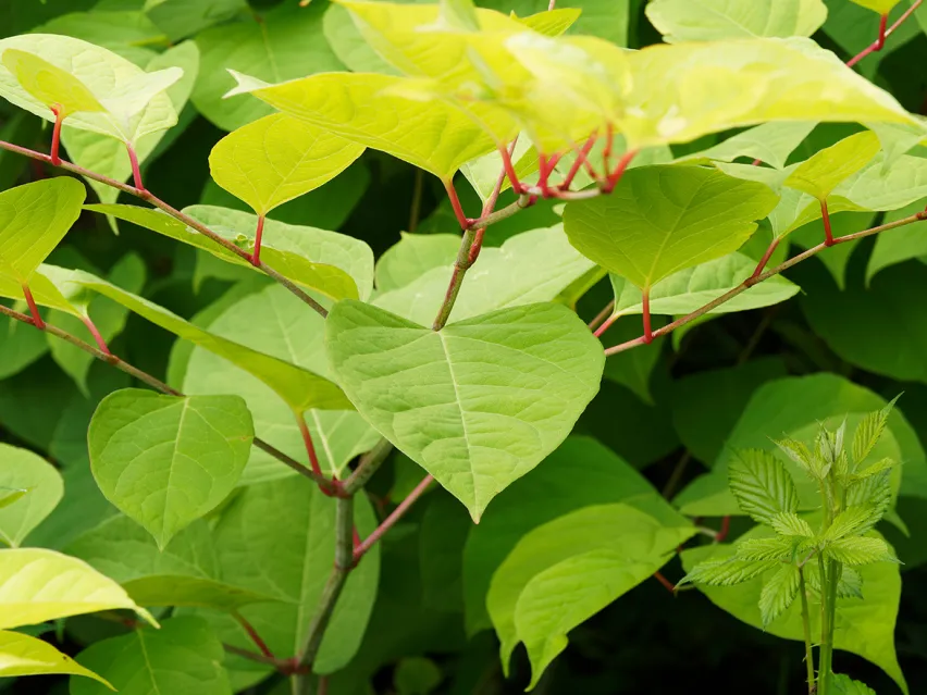 Close up of several green leaves of the japanese knotweed plant