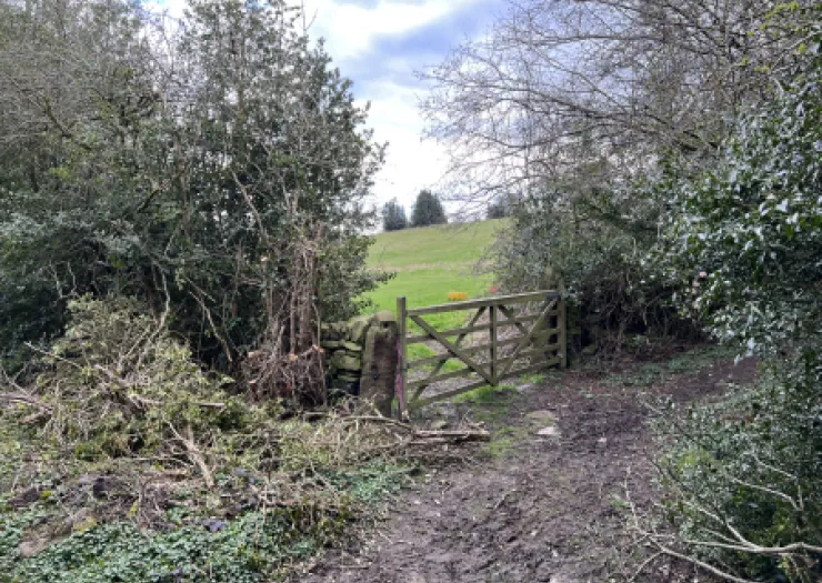 Wooden gate in hedgerow leads to green field. Overgrown path with cut branches.
