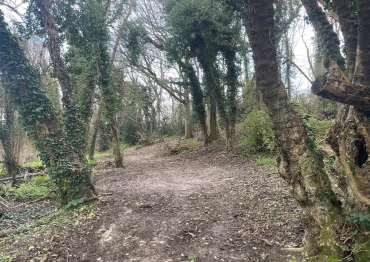 Dirt path winding through ivy-covered trees in a tranquil woodland.
