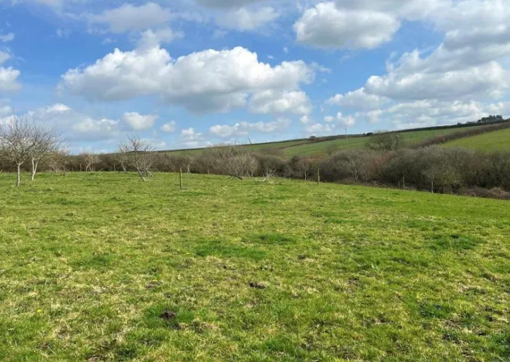 Green field with young orchard trees, hedgerows, and rolling hills under a blue sky with fluffy clouds.
