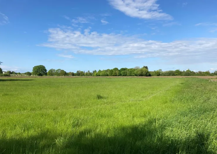 Lush green field under a blue sky with scattered trees in the distance.