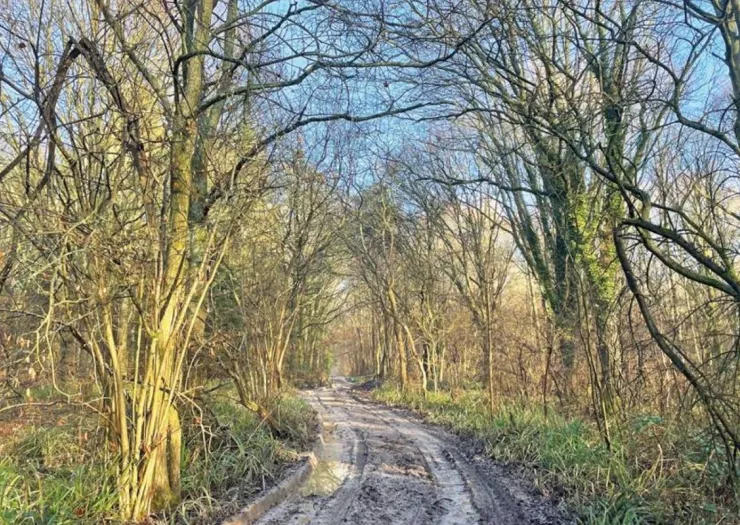 Muddy track through bare winter trees, dappled sunlight.