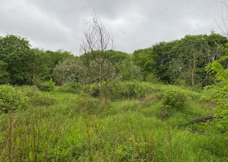Overgrown field with bare tree, green shrubs, and leafy trees in background under cloudy sky. Birds fly overhead.
