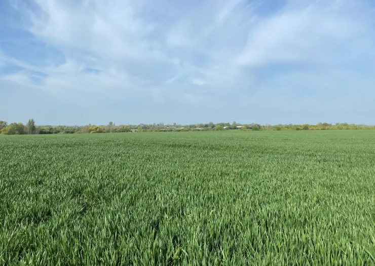 Lush green field under a blue sky with wispy clouds and trees on the horizon.