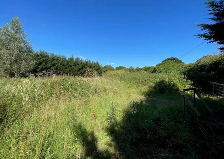 Overgrown field with trees and shrubs under a clear blue sky.
