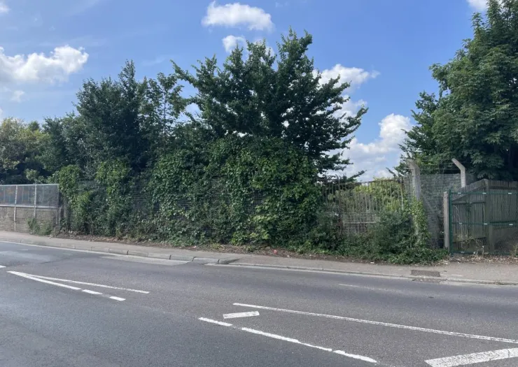Overgrown ivy-covered fence and trees beside a paved road.