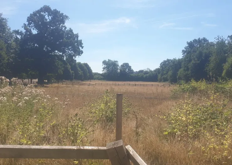 Golden meadow bordered by trees and a wooden fence on a sunny day.