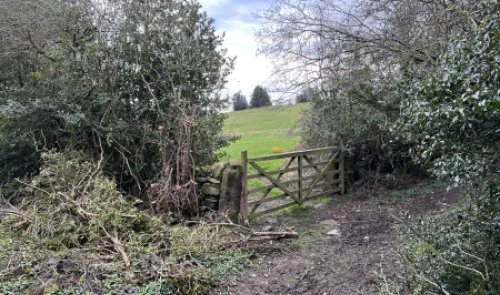 Wooden gate in hedgerow leads to green field. Overgrown path with cut branches.
