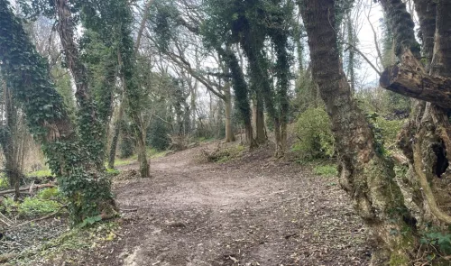 Dirt path winding through ivy-covered trees in a tranquil woodland.