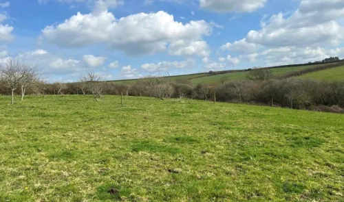 Green field with young orchard trees, hedgerows, and rolling hills under a blue sky with fluffy clouds.