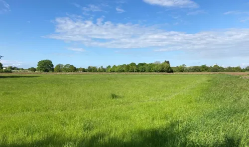Lush green field under a blue sky with scattered trees in the distance.