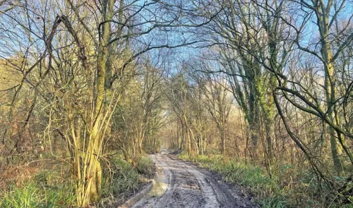Muddy track through bare winter trees, dappled sunlight.