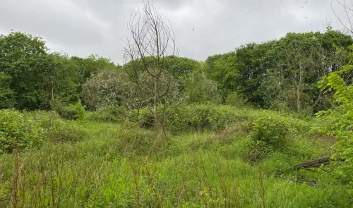 Overgrown field with bare tree, green shrubs, and leafy trees in background under cloudy sky. Birds fly overhead.
