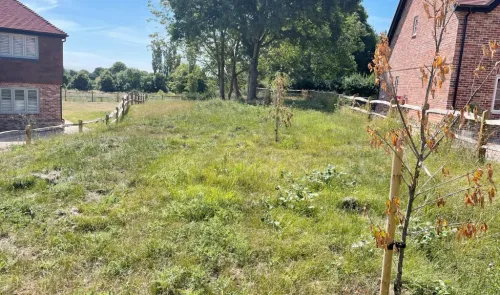 Grass field with new trees, split-rail fence, and brick houses in background.