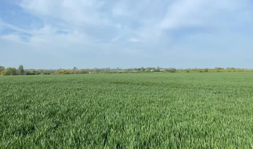 Lush green field under a blue sky with wispy clouds and trees on the horizon.