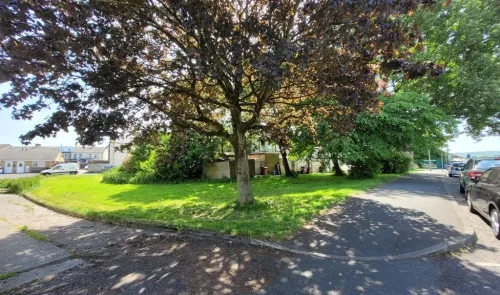 Leafy tree, grassy area, and street corner on a sunny day.