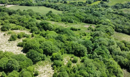 Lush green woodland aerial view with varied treetop canopy and some cleared areas.
