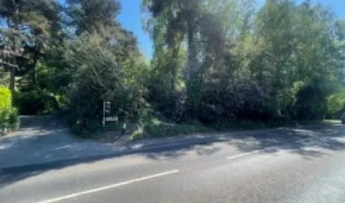 Overgrown trees and bushes by a roadside driveway entrance.