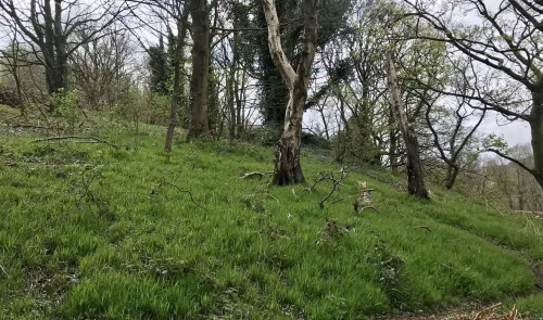 Lush green grassy slope on a hillside, scattered with trees and fallen branches.