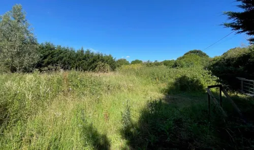 Overgrown field with trees and shrubs under a clear blue sky.
