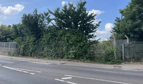 Overgrown ivy-covered fence and trees beside a paved road.