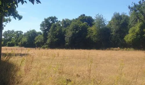 Golden meadow bordered by trees and a wooden fence under a blue sky.