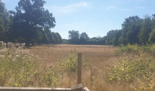 Golden meadow bordered by trees and a wooden fence on a sunny day.