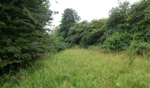 Overgrown grassy clearing surrounded by trees and shrubs.