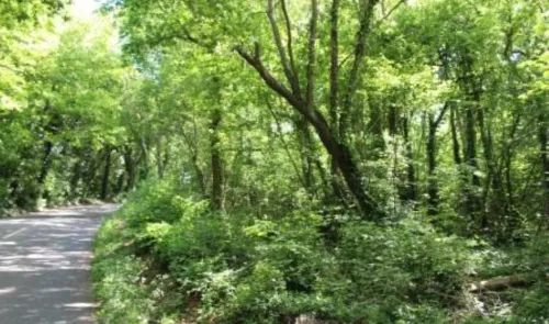Lush green forest alongside a quiet paved road.