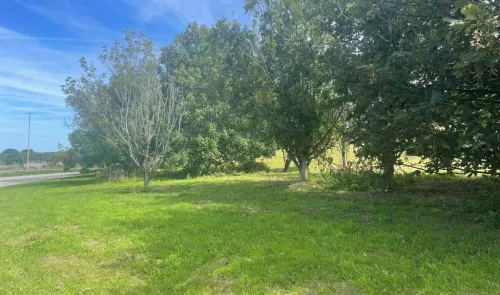 Green field with a few trees under a blue sky.